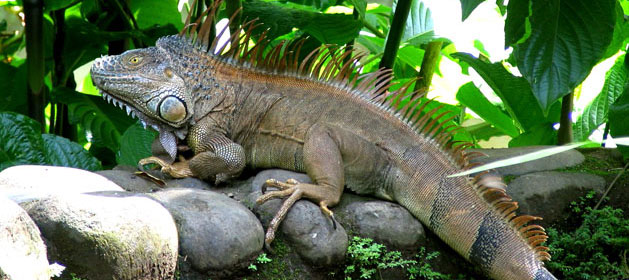 Iguana