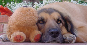 pet dog with toy